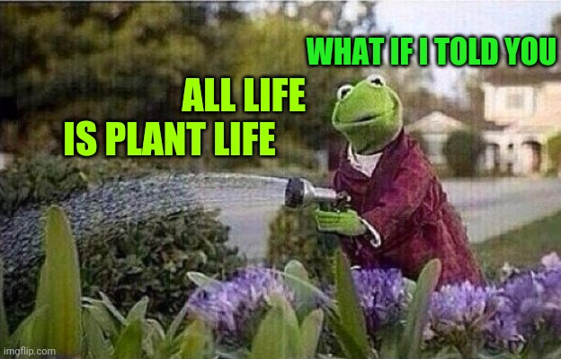 Bones Boil to Bamboo | WHAT IF I TOLD YOU; ALL LIFE
     IS PLANT LIFE | image tagged in kermit watering plants,life,plants,nature | made w/ Imgflip meme maker