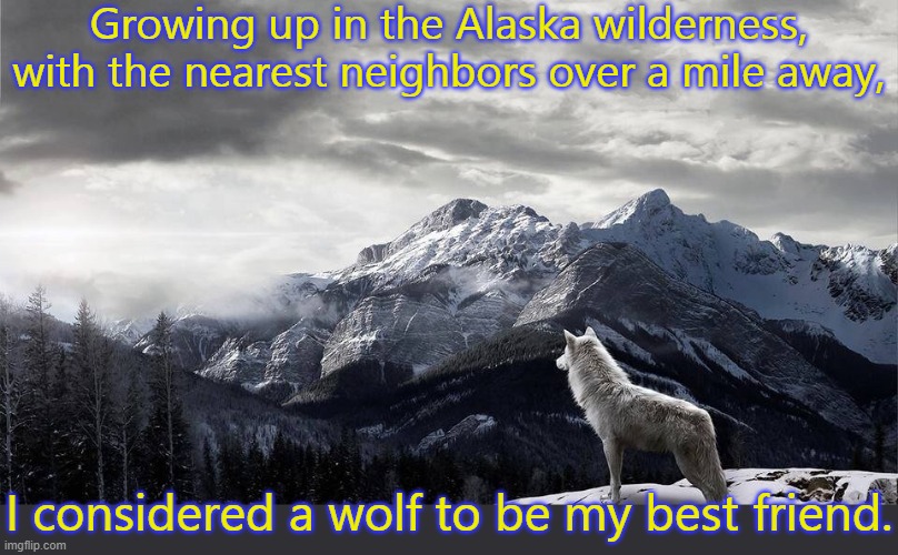 I called him King. | Growing up in the Alaska wilderness, with the nearest neighbors over a mile away, I considered a wolf to be my best friend. | image tagged in lone wolf,alaska,wildlife | made w/ Imgflip meme maker