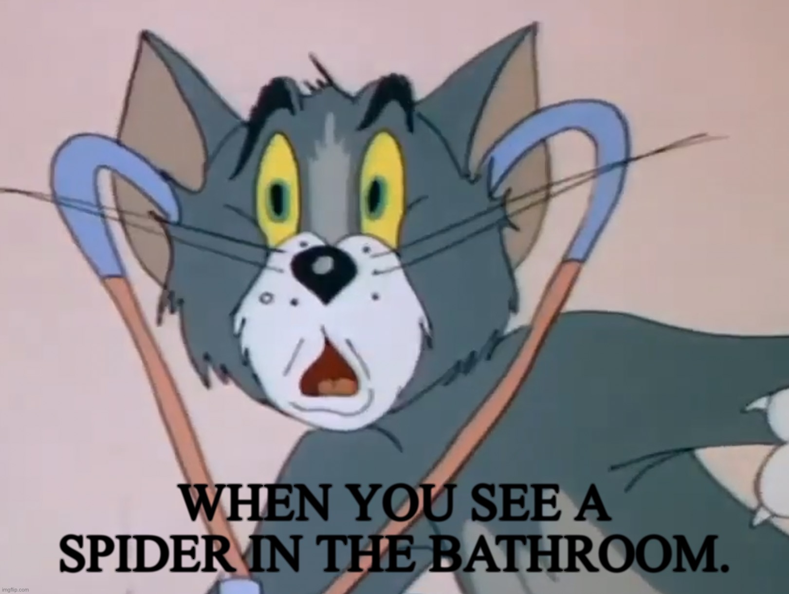 Spider in a bathroom | WHEN YOU SEE A SPIDER IN THE BATHROOM. | image tagged in cats | made w/ Imgflip meme maker