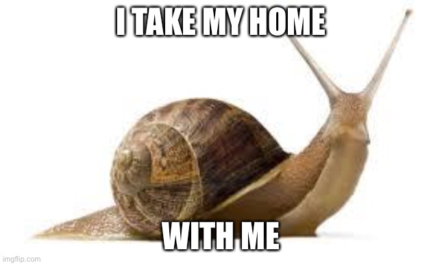 Snail home | I TAKE MY HOME; WITH ME | image tagged in snail,home | made w/ Imgflip meme maker