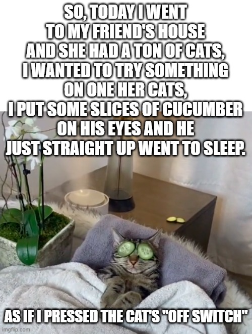 This isn't her cat, Btw | SO, TODAY I WENT TO MY FRIEND'S HOUSE AND SHE HAD A TON OF CATS, I WANTED TO TRY SOMETHING ON ONE HER CATS,
I PUT SOME SLICES OF CUCUMBER ON HIS EYES AND HE JUST STRAIGHT UP WENT TO SLEEP. AS IF I PRESSED THE CAT'S "OFF SWITCH" | image tagged in cats,cute,sleep,cucumber | made w/ Imgflip meme maker