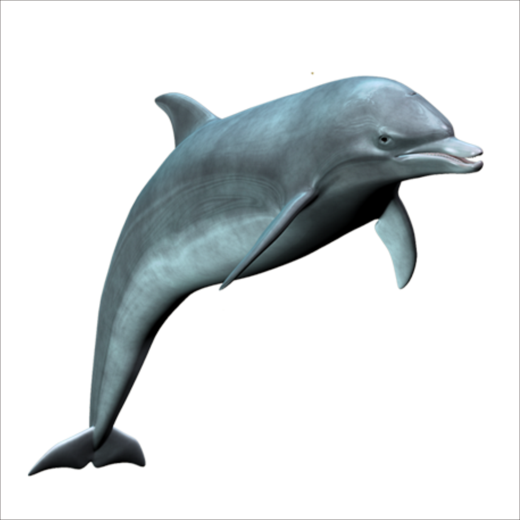 High Quality Dolphin PNG Blank Meme Template