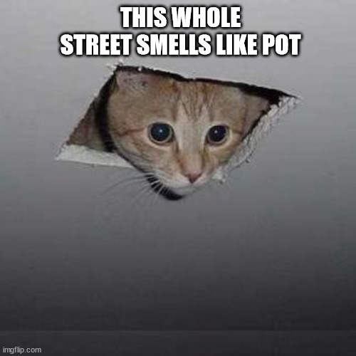 Ceiling Cat | THIS WHOLE STREET SMELLS LIKE POT | image tagged in memes,ceiling cat | made w/ Imgflip meme maker