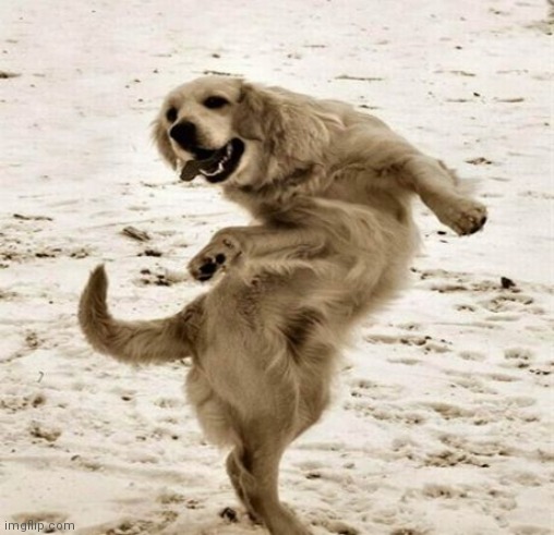 dancing dog | image tagged in dancing dog | made w/ Imgflip meme maker