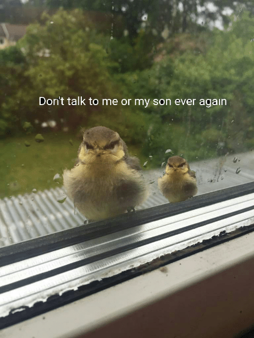 High Quality Don't talk to me or my son ever again birds Blank Meme Template