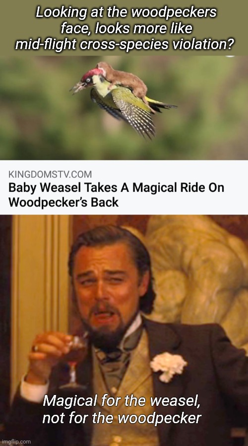 Magic Weasel |  Looking at the woodpeckers face, looks more like mid-flight cross-species violation? Magical for the weasel, not for the woodpecker | image tagged in memes,laughing leo,weasel,magical,woodpecker,violation | made w/ Imgflip meme maker