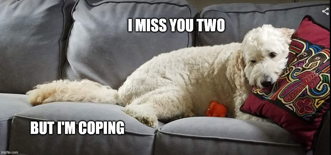 Missing You | I MISS YOU TWO; BUT I'M COPING | image tagged in dog | made w/ Imgflip meme maker