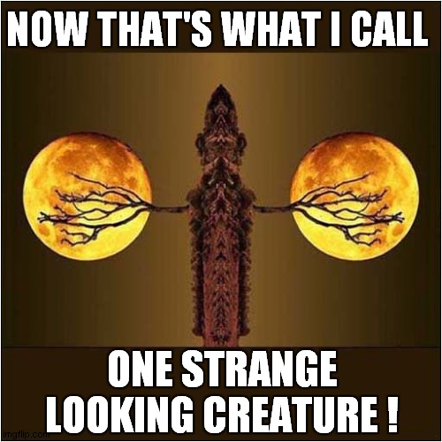 What Is That ? | NOW THAT'S WHAT I CALL; ONE STRANGE LOOKING CREATURE ! | image tagged in weird,photo,sideways | made w/ Imgflip meme maker