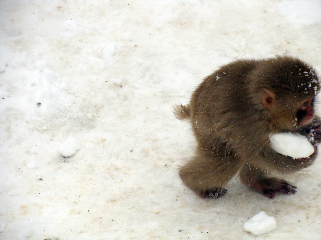 image tagged in animals