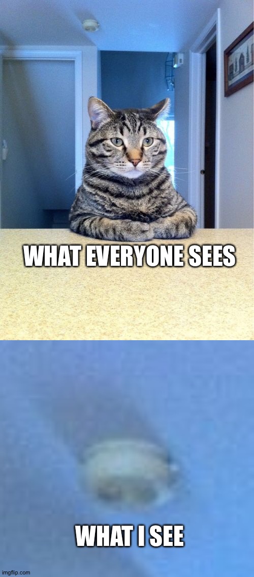 WHAT EVERYONE SEES; WHAT I SEE | image tagged in memes,take a seat cat | made w/ Imgflip meme maker
