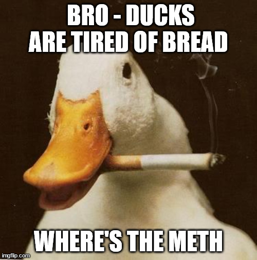 Smoking Duck |  BRO - DUCKS ARE TIRED OF BREAD; WHERE'S THE METH | image tagged in smoking duck | made w/ Imgflip meme maker