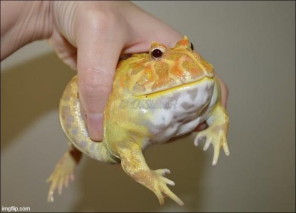 Phrog. | made w/ Imgflip meme maker