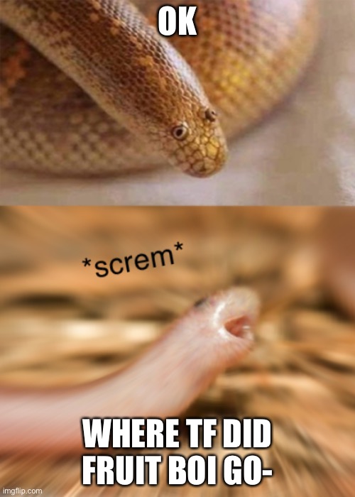 Snek screm | OK; WHERE TF DID FRUIT BOI GO- | image tagged in snek screm | made w/ Imgflip meme maker