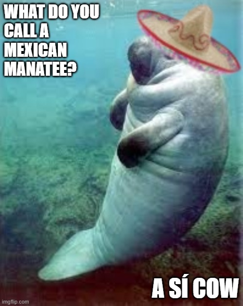 Si Cow | WHAT DO YOU
CALL A 
MEXICAN
MANATEE? A SÍ COW | image tagged in sea cow,manatee,dugong,funny memes,funny meme | made w/ Imgflip meme maker