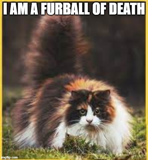 Norwegian long hair | I AM A FURBALL OF DEATH | image tagged in cat | made w/ Imgflip meme maker