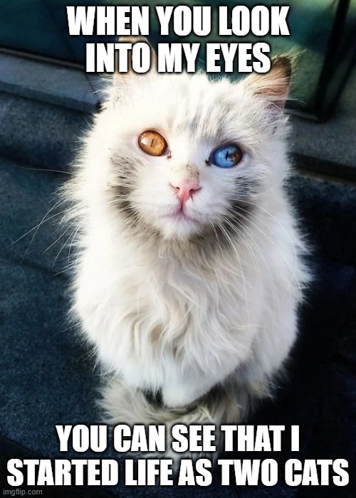 Cat embryos can merge together in the womb | WHEN YOU LOOK INTO MY EYES; YOU CAN SEE THAT I STARTED LIFE AS TWO CATS | image tagged in cats | made w/ Imgflip meme maker