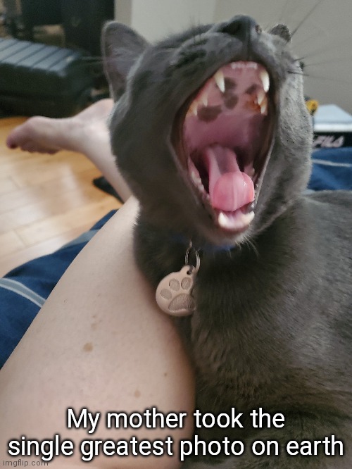 My mother took the single greatest photo on earth | made w/ Imgflip meme maker