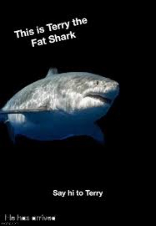 Terry the fat shark | image tagged in terry the fat shark | made w/ Imgflip meme maker