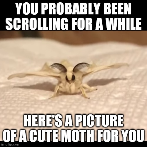 :) | YOU PROBABLY BEEN SCROLLING FOR A WHILE; HERE'S A PICTURE OF A CUTE MOTH FOR YOU | image tagged in moth,cute | made w/ Imgflip meme maker