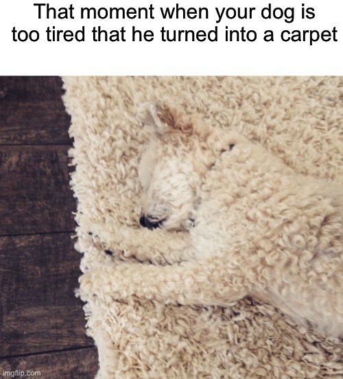 That moment when your dog is too tired that he turned into a carpet | made w/ Imgflip meme maker