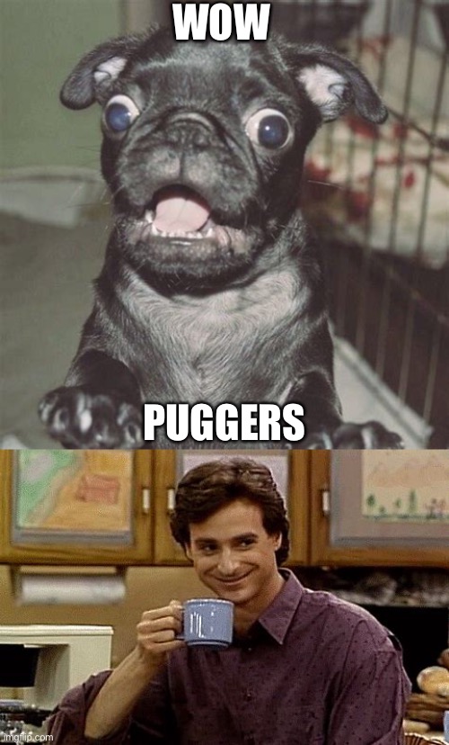 you’re welcome | WOW; PUGGERS | image tagged in dad joke,dogs,oh wow are you actually reading these tags | made w/ Imgflip meme maker