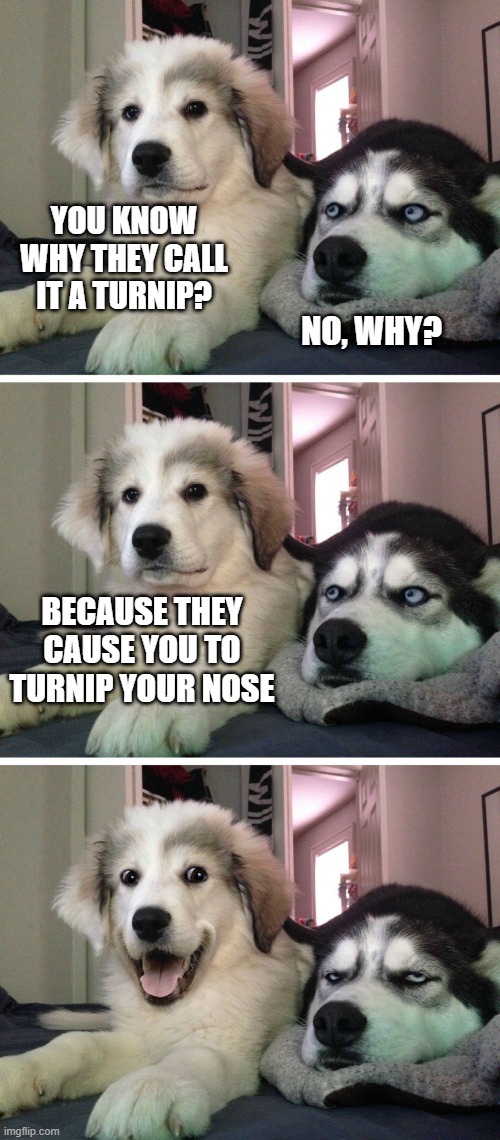 They really do! | YOU KNOW WHY THEY CALL IT A TURNIP? NO, WHY? BECAUSE THEY CAUSE YOU TO TURNIP YOUR NOSE | image tagged in bad pun dogs | made w/ Imgflip meme maker