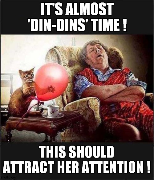 Cat Wake Up Call | IT'S ALMOST 'DIN-DINS' TIME ! THIS SHOULD ATTRACT HER ATTENTION ! | image tagged in cats,balloon,bang | made w/ Imgflip meme maker