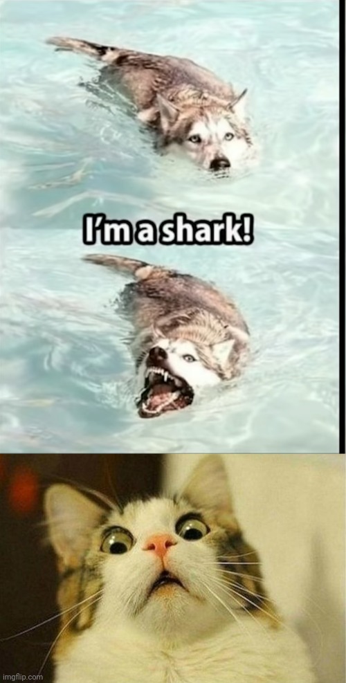 I'm a shark! | image tagged in memes,scared cat | made w/ Imgflip meme maker