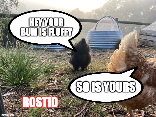 chook be rostid | HEY YOUR BUM IS FLUFFY; SO IS YOURS; ROSTID | image tagged in memes | made w/ Imgflip meme maker