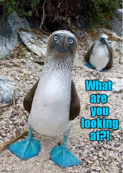 what are you loking at?! | What 

are 

you

looking

at?! | image tagged in blue feet,booby,bluefooted booby | made w/ Imgflip meme maker