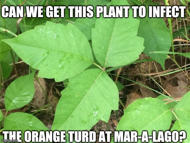 Donald Trump's New Enemy | CAN WE GET THIS PLANT TO INFECT; THE ORANGE TURD AT MAR-A-LAGO? | image tagged in poison ivy,donald trump,mar-a-lago | made w/ Imgflip meme maker