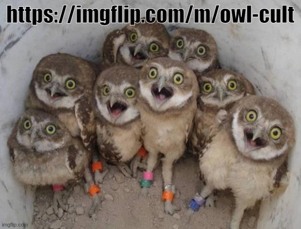 Excited Owls | https://imgflip.com/m/owl-cult | image tagged in excited owls | made w/ Imgflip meme maker