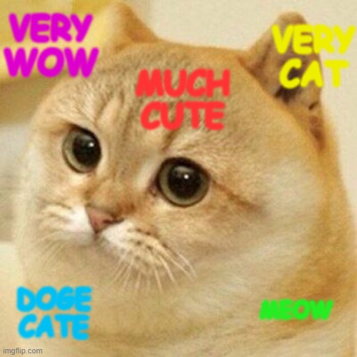 Cat doge | VERY CAT; VERY WOW; MUCH CUTE; MEOW; DOGE CATE | image tagged in cat doge | made w/ Imgflip meme maker