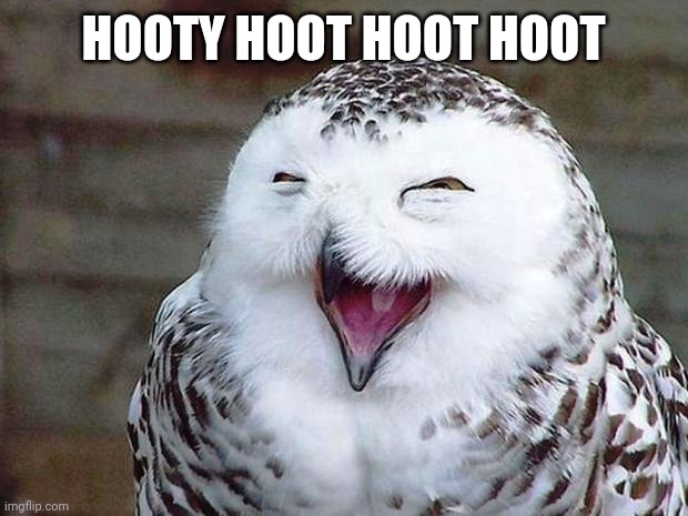 I have finally found the right cult for me Hoot! | HOOTY HOOT HOOT HOOT | image tagged in owl happy | made w/ Imgflip meme maker