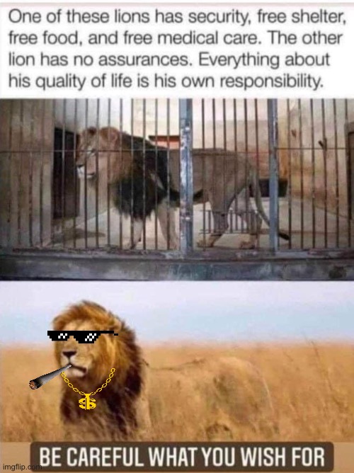 Free Lion | image tagged in freedom,cage | made w/ Imgflip meme maker