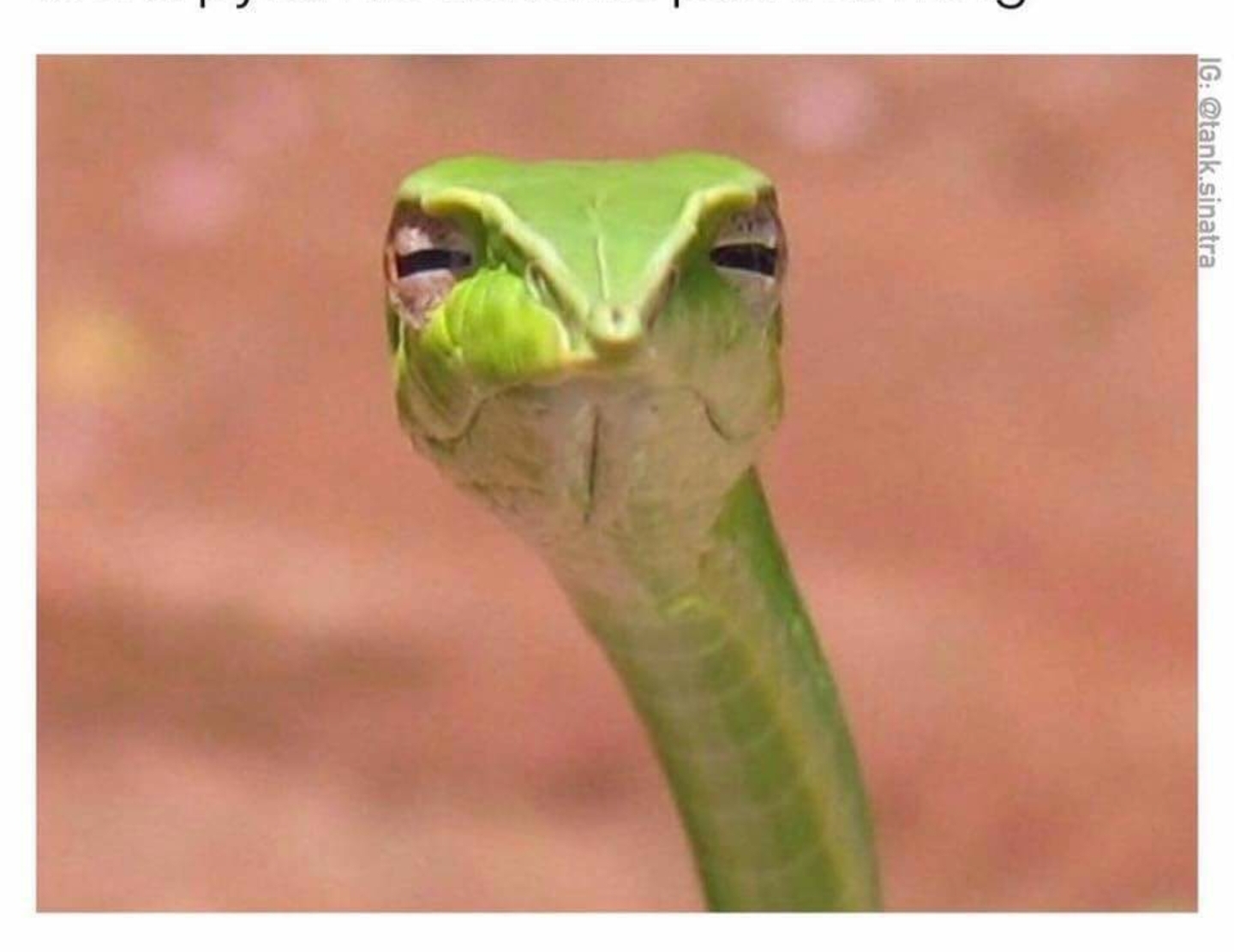 Stoner snake Blank Meme Template