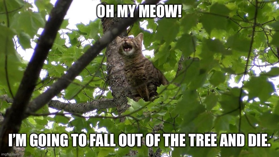 Cat in a tree | OH MY MEOW! I’M GOING TO FALL OUT OF THE TREE AND DIE. | image tagged in cat in a tree | made w/ Imgflip meme maker