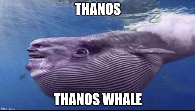Big boi | THANOS; THANOS WHALE | made w/ Imgflip meme maker