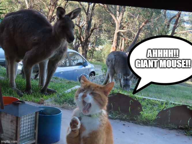 AHHHH!!
GIANT MOUSE!! | image tagged in giant mouse | made w/ Imgflip meme maker