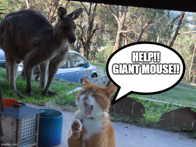 HELP!!
GIANT MOUSE!! | image tagged in giant mouse | made w/ Imgflip meme maker