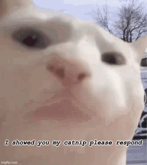 e | I showed you my catnip please respond | image tagged in i showed you my | made w/ Imgflip meme maker