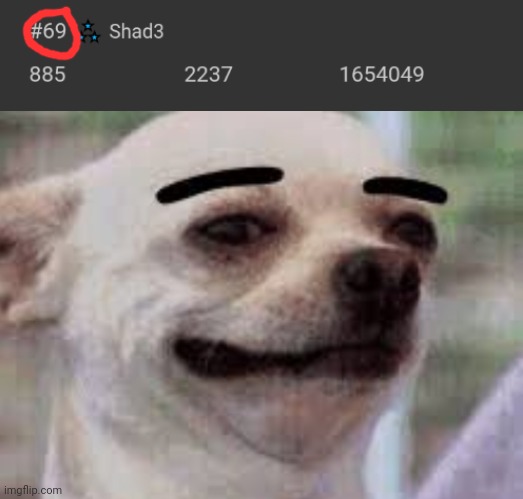 #69 | image tagged in thick eyebrows dog,69 | made w/ Imgflip meme maker