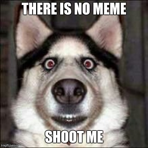 funni doggo | THERE IS NO MEME; SHOOT ME | image tagged in funni doggo | made w/ Imgflip meme maker