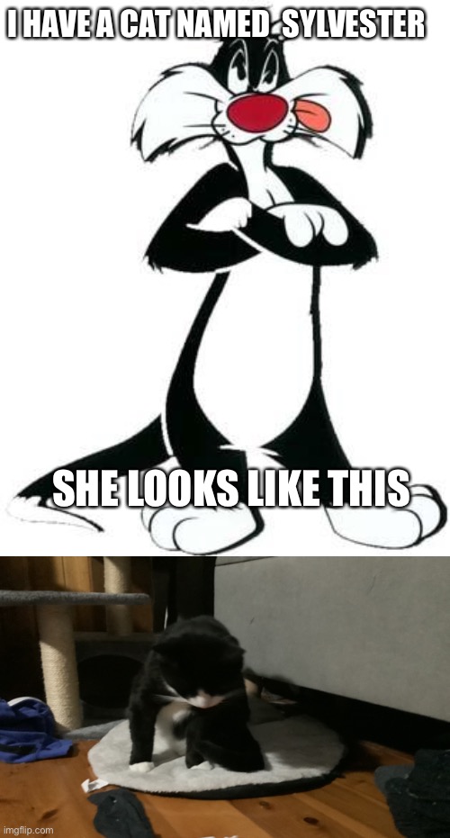 Sylvester the Cat | I HAVE A CAT NAMED  SYLVESTER; SHE LOOKS LIKE THIS | image tagged in sylvester the cat,i have a cat,why isnt that a tag,and that,sigh,that was a tag | made w/ Imgflip meme maker