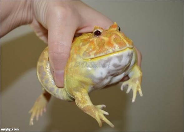 Daily Posting of Phrog. So that I don't forget he exists | made w/ Imgflip meme maker