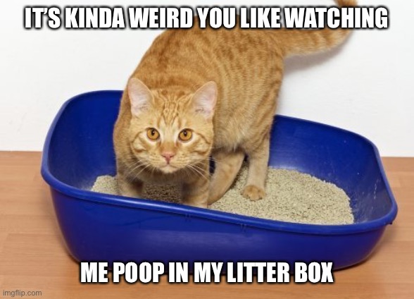 Cat Litter | IT’S KINDA WEIRD YOU LIKE WATCHING; ME POOP IN MY LITTER BOX | image tagged in cat litter | made w/ Imgflip meme maker