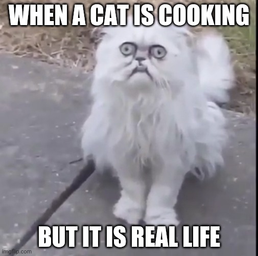Creepy Cat | WHEN A CAT IS COOKING; BUT IT IS REAL LIFE | image tagged in creepy cat,lol,cooking,cook | made w/ Imgflip meme maker