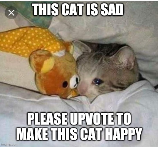 Upvote to make this cat happy | THIS CAT IS SAD; PLEASE UPVOTE TO MAKE THIS CAT HAPPY | image tagged in sad cat,upvotes,upvote | made w/ Imgflip meme maker