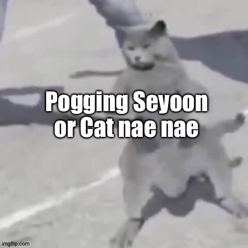 Aight which one | Pogging Seyoon or Cat nae nae | image tagged in cat nae nae | made w/ Imgflip meme maker