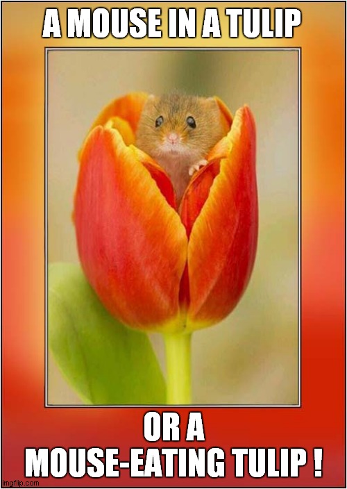 A Carnivorous Plant ? You Decide ! | A MOUSE IN A TULIP; OR A MOUSE-EATING TULIP ! | image tagged in fun,mouse,tulips,decision | made w/ Imgflip meme maker